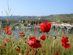 Poppies and a bridge over the Douro