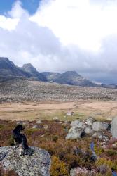 The dog likes the view too