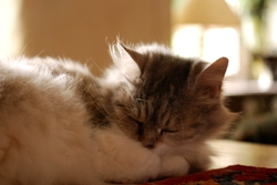 dsc_2739.jpg