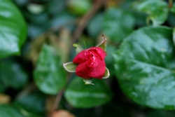 dsc_2852.jpg
