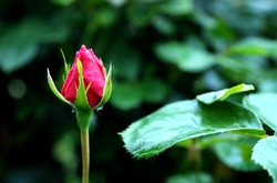 dsc_2858.jpg