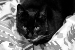 dsc_2886bw.jpg