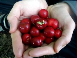 A handful of cherries