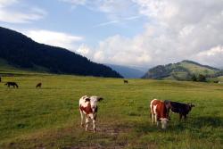Cows in the pastures of Seiser Alm
