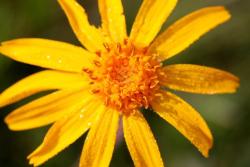 Sunny flower closeup