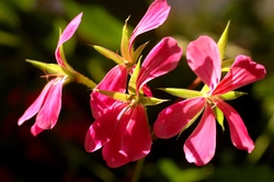 Flowers near our table