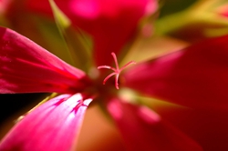 Really enjoying the new macro lens