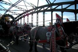 We just got off the train in time to see these Oktoberfest horses!