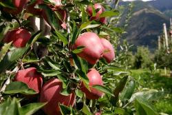 Apples in Sud Tirol