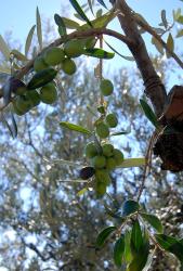 Olives nearing harvest time