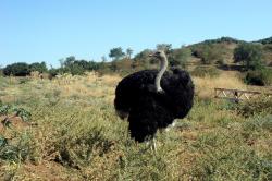 Ostrich farm in Greece