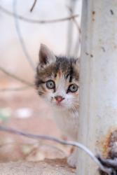 A kitten in a Syrian street
