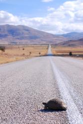 A slow mover in rural Turkey