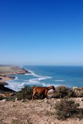 Goats grazing on cliffs near Safi