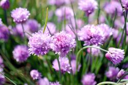 Spring chives