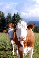 Curious cows in Italian pastures