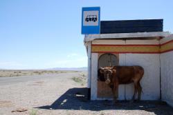 Bessie in a bus shelter