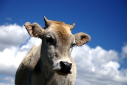 cowcloseup