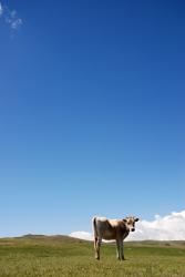 Cow in the sky