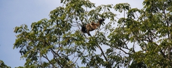 Gibbon monkeys in the trees