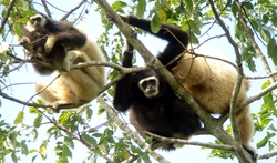 Gibbons Monkeys