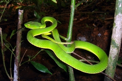 Vivid green snake