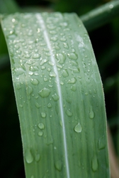 Monsoon rain drops on a leaf