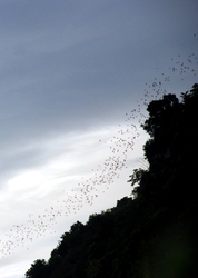 Bats streaming out to feed