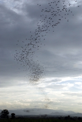 A trail of bats in the sky