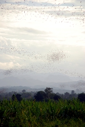 Bats over green fields