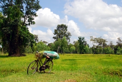 Bicycle next to a rice field