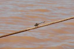 Dragonfly on a rope