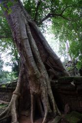 The trees of Ta Prohm