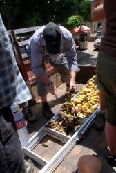 Separating the bananas as we head to the dump
