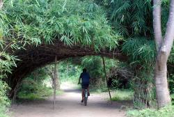 Andrew cycling through a tunnel of bamboo