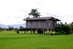 A typical house in a rice field