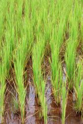 Rice growing