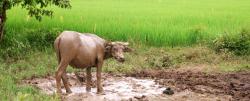A very muddy water buffalo!