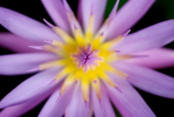 Tropical purple flower