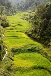 Rice fields for miles