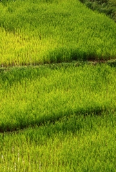 Rice closeup