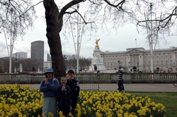 Daffodils in front of Buckingham Palace