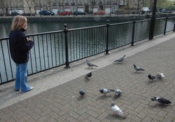 Feeding the Birds