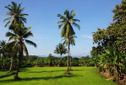 Coconut Trees in a rice field