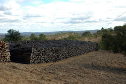 On our way down south, we saw many cork trees being harvested.