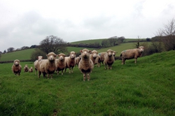 Sheep Staredown