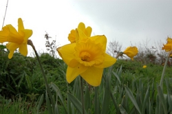 Daffodils were everywhere