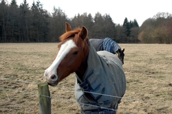 A friendly horse by the path