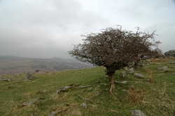 Windswept tree