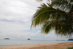 Palm tree and beach